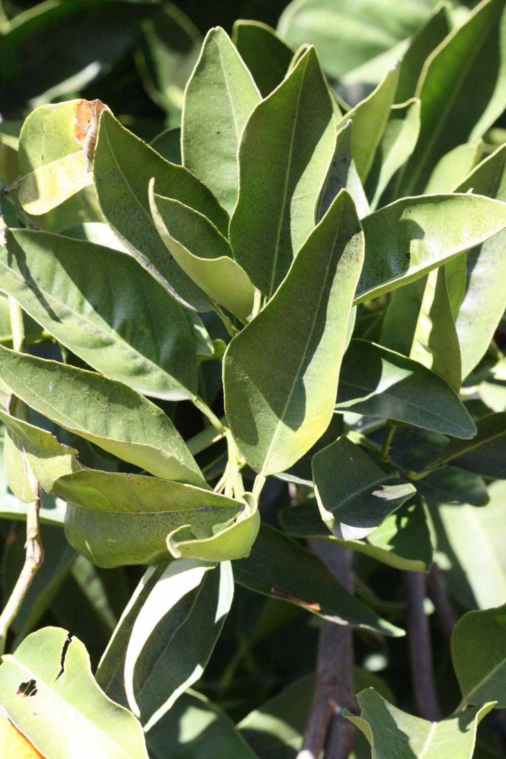              Sun leaves (Riverside, CA)       